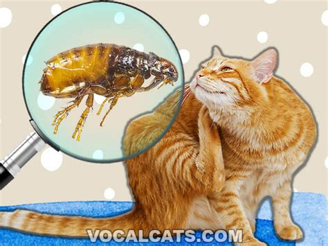 what do cat fleas look like to the human eye|What Do Cat Fleas Look Like To The Human Eye